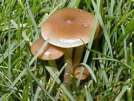 34597-RKstuntzii2.jpg