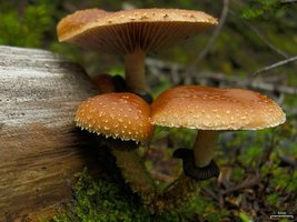 640px-Leratiomyces_squamosus_109086.jpg