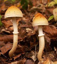 psilocybe-squamosa.jpg