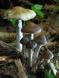 Psilocybe_ovoideocystidiata_85416.jpg