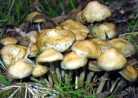 Psilocybe.ovoideocystidiata.one.jpg