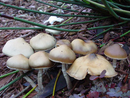 Psilocybe.subaeruginascens.8.jpg
