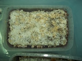 3 - 18-11-2013.JPG