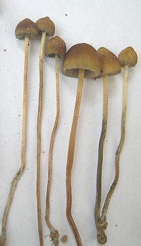 584504874-AntiMJshroomerimage01.jpg