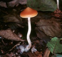 psilocybe_azurescens_gm1.jpg