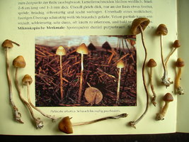 Psilocybe_Silvatica.jpg