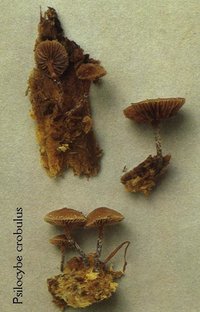 Psilocybe.crobulus.jpg