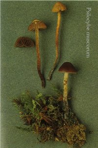 Psilocybe.muscorum.jpg