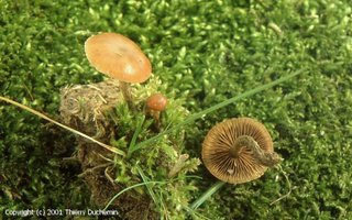 Psilocybe_muscorum_2001_td_2.jpg