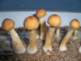 100_8931.JPG