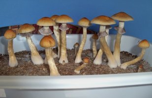 100_8933.JPG