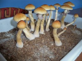 100_8935.JPG
