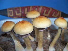 100_8943.JPG