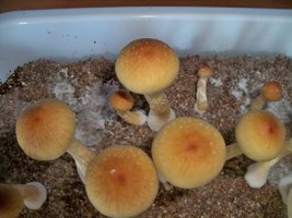 100_8944.JPG