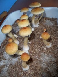 100_8945.JPG