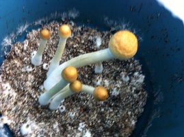 IMG_0660.JPG