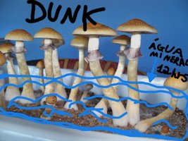 Dunk Tek.jpg