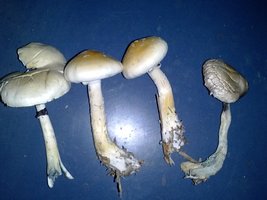 IMG_20131117_191020.jpg