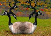 0_2006_26_larrycarlson.png 0_2006_26_larrycarlson.png