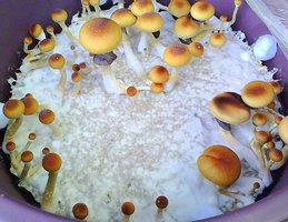 IMG00060.jpg