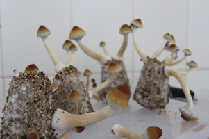 IMG_2068_cleaned.JPG