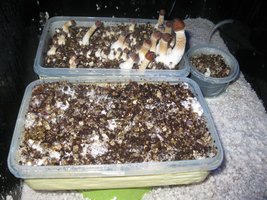 IMG_2088[1].JPG