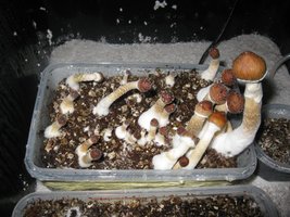 IMG_2101[1].JPG