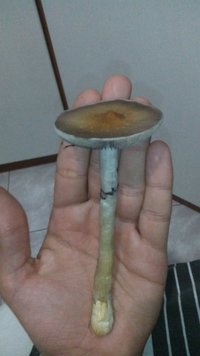 2°flush gigante (1).jpg
