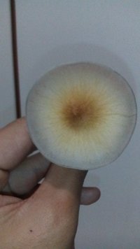 2°flush gigante (2).jpg