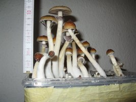 IMG_2118[1].JPG