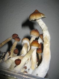 IMG_2104.JPG