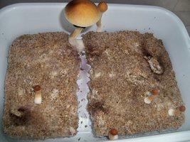 3°Flush (1).JPG