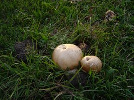 DSC08779.JPG