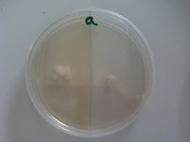 Agaricus.jpg