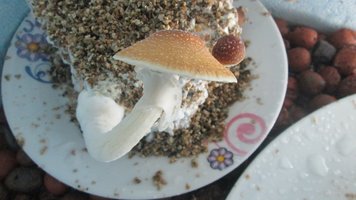 IMG_2267.jpg