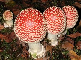 aupload.wikimedia.org_wikipedia_commons_a_a5_Amanita_muscaria_fruit_bodies.jpg