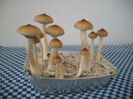 100_6212.jpg