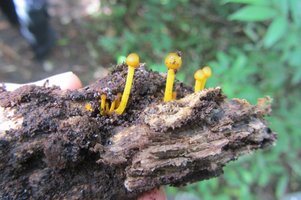 IMG_4764.JPG