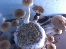 unnamed (1).jpg