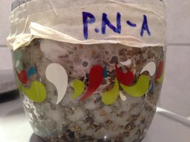 PN-A.JPG