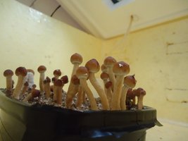 DSC04740.JPG