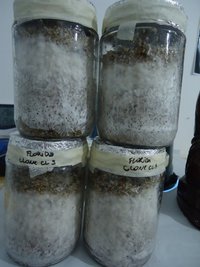 DSC04758 (2).JPG