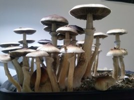 CAM00527.jpg