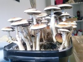 CAM00531.jpg