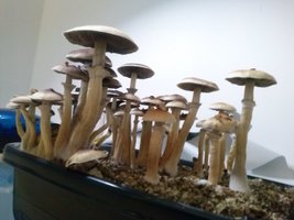 CAM00532.jpg