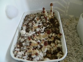 DSCN1509.JPG