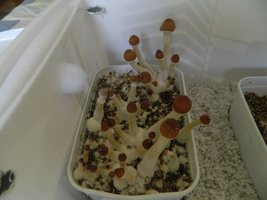DSCN1517.JPG