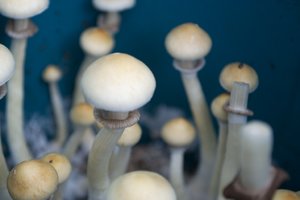 ColumbianRustSpore RainSpirit CM_DSC2644.jpg