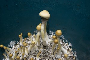 ColumbianRustSpore RainSpirit CM_DSC2635.jpg
