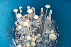 ColumbianRustSpore RainSpirit CM_DSC2642.jpg
